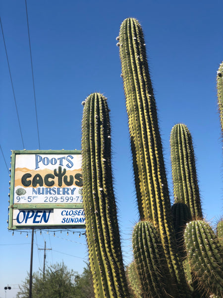 Poots Cactus