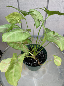Syngonium Podophyllum