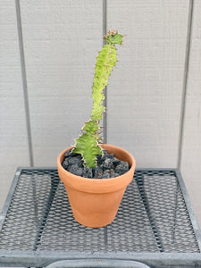 Euphorbia Grandicornis 3