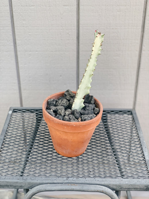 Euphorbia Lactea Variegata