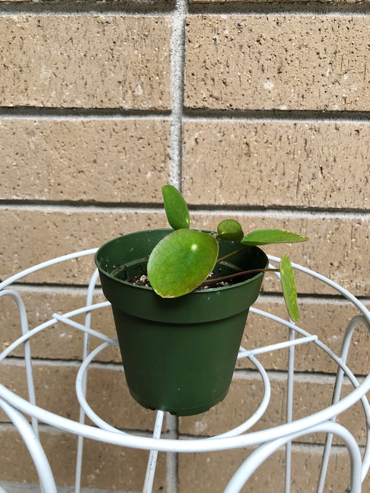 Pilea Peperomioide 2