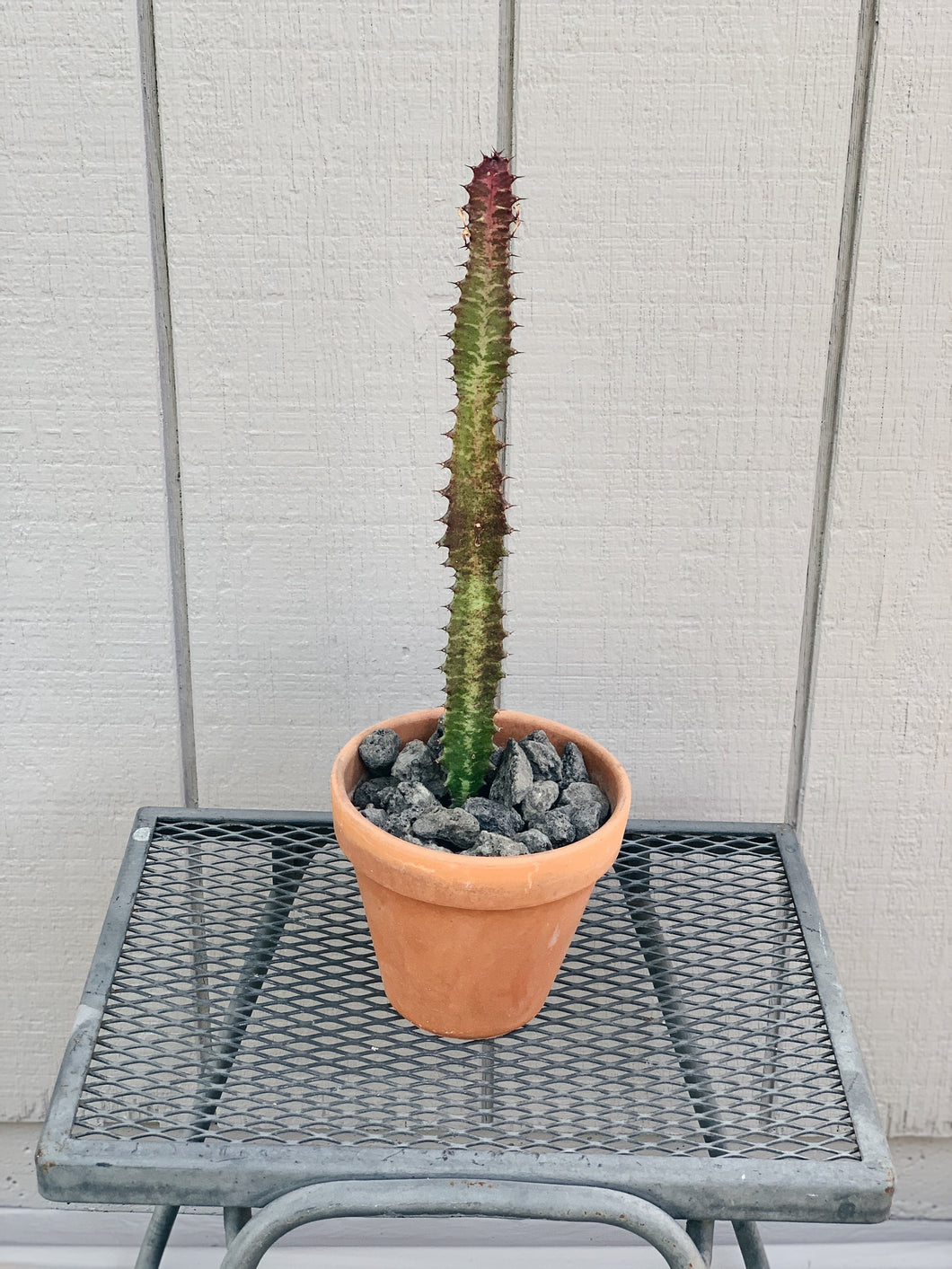 Euphorbia Trigona Rubra 2