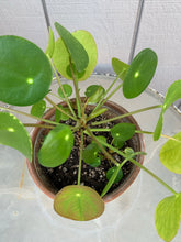 Load image into Gallery viewer, Pilea Peperomioide 4