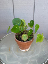 Load image into Gallery viewer, Pilea Peperomioide 4