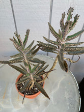 Load image into Gallery viewer, Kalanchoe Delagoensis