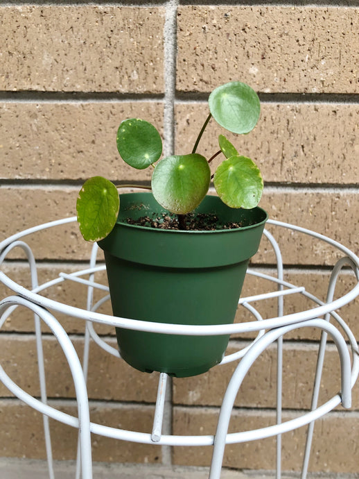 Pilea Peperomioide 1